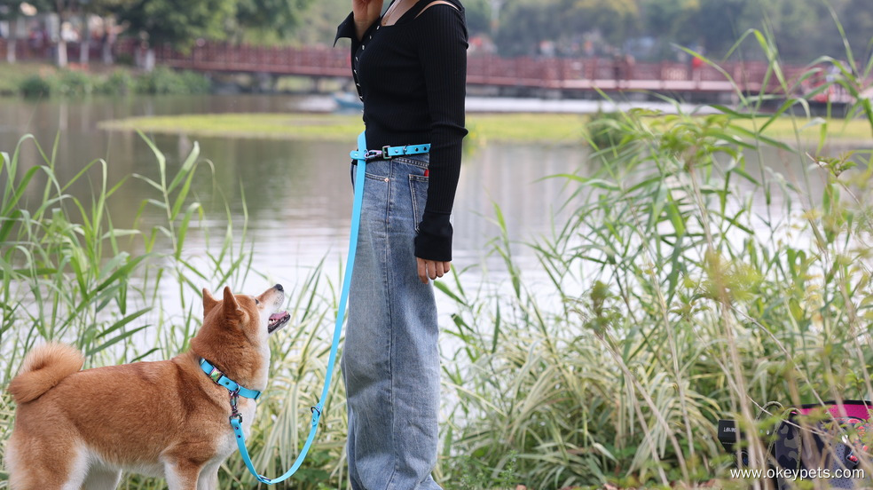 Quel type de laisse pour chien est le mieux adapté ? 2