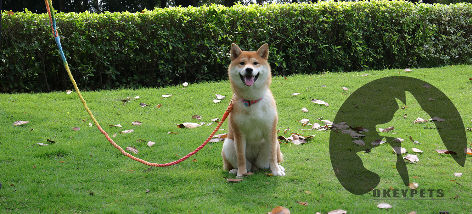 Guide pour choisir la bonne longueur de laisse pour chien 2