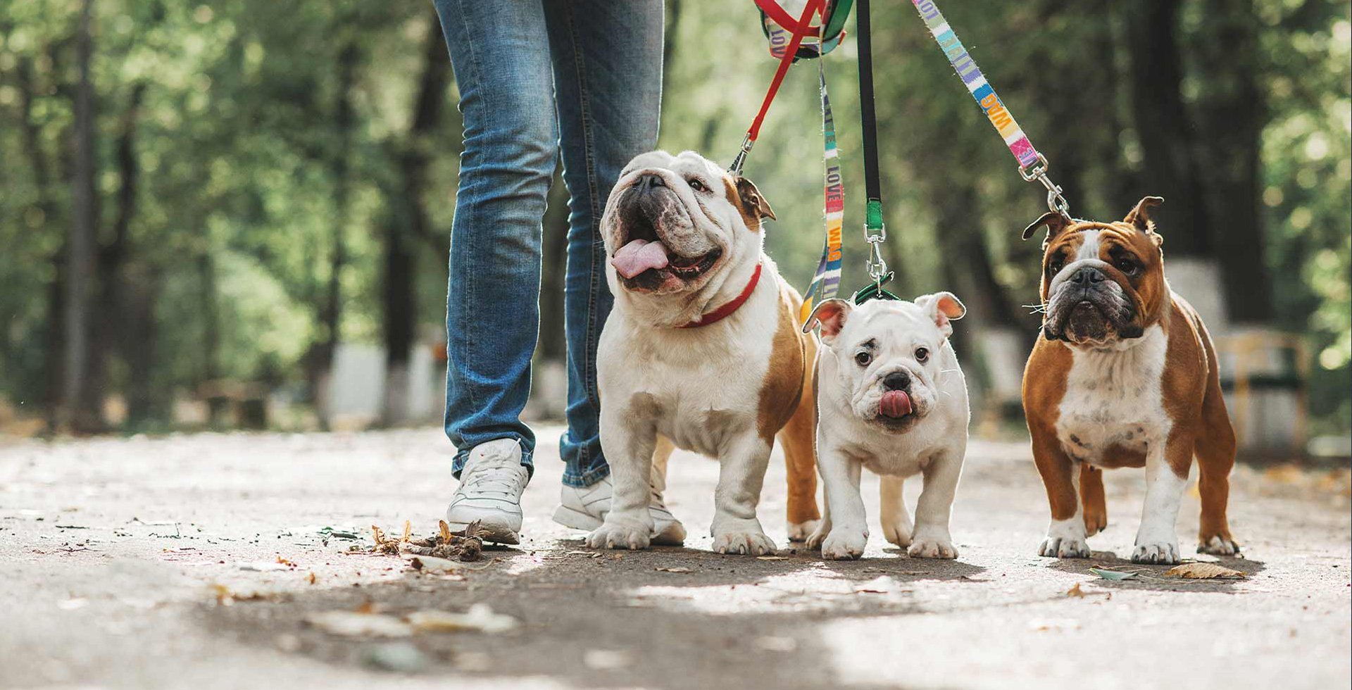 Guide pour choisir la bonne longueur de laisse pour chien 1