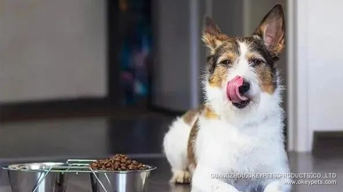 Comment changer ces six mauvaises habitudes des chiens 4