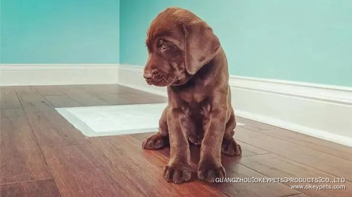 Comment changer ces six mauvaises habitudes des chiens 1