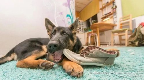 Comment changer ces six mauvaises habitudes des chiens 3