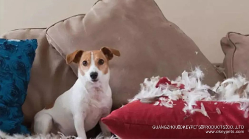 Comment changer ces six mauvaises habitudes des chiens 5