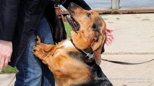 Comment changer ces six mauvaises habitudes des chiens 6