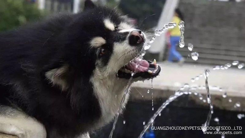 Est-il préférable pour les chiens de boire de l'eau du robinet ou de l'eau bouillie froide ? 1