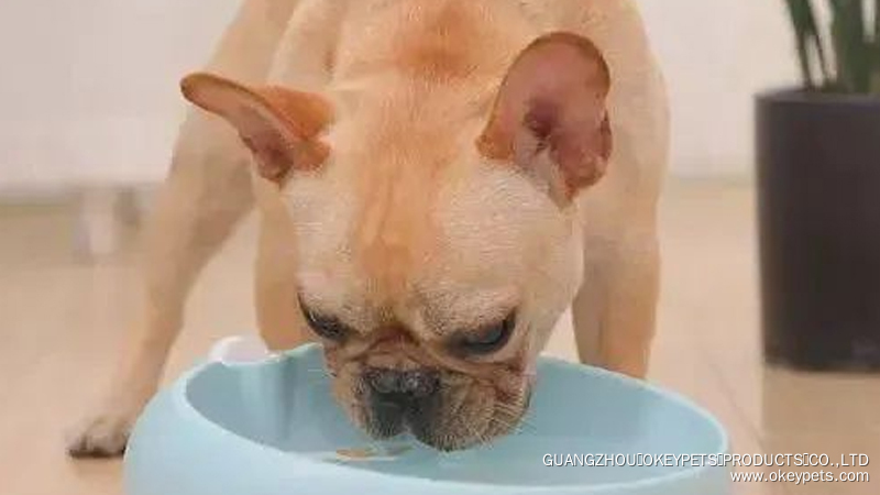 Est-il préférable pour les chiens de boire de l'eau du robinet ou de l'eau bouillie froide ? 4