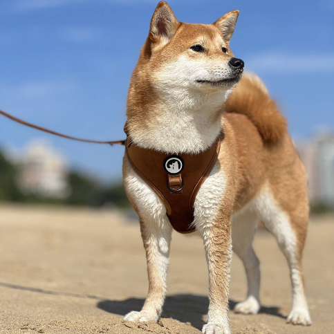 Quels types de matériaux utilisons-nous pour les harnais pour animaux de compagnie ? 10