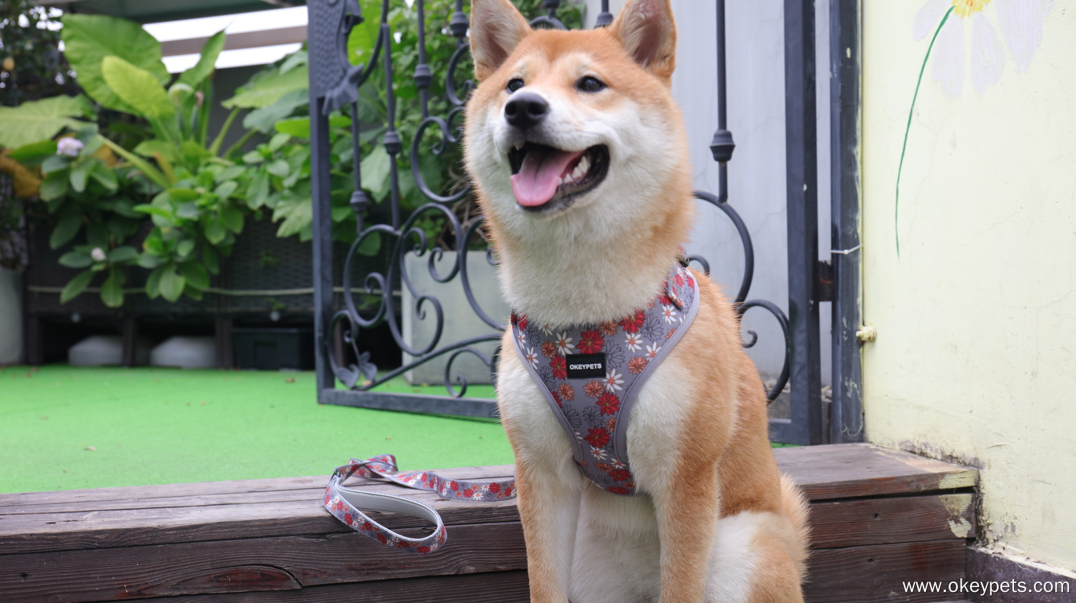 A kutyahám tisztítása és karbantartása: Teljes körű útmutató 5