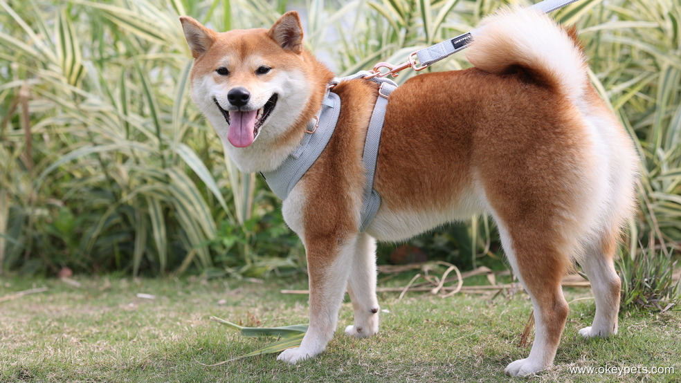 A kutyahám tisztítása és karbantartása: Teljes körű útmutató 9