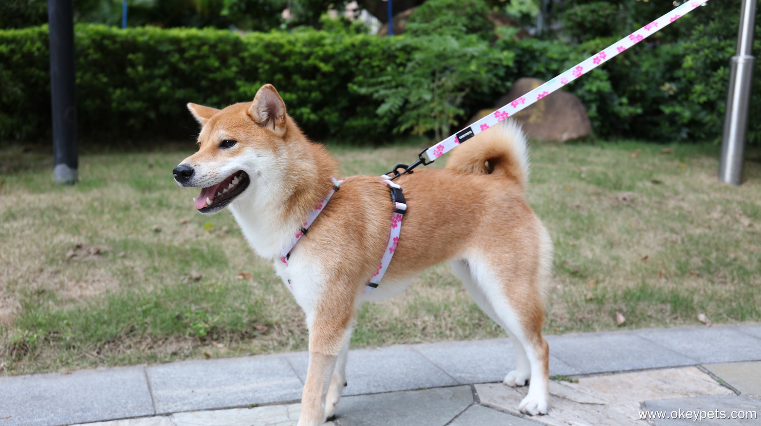 A kutyahám tisztítása és karbantartása: Teljes körű útmutató 8