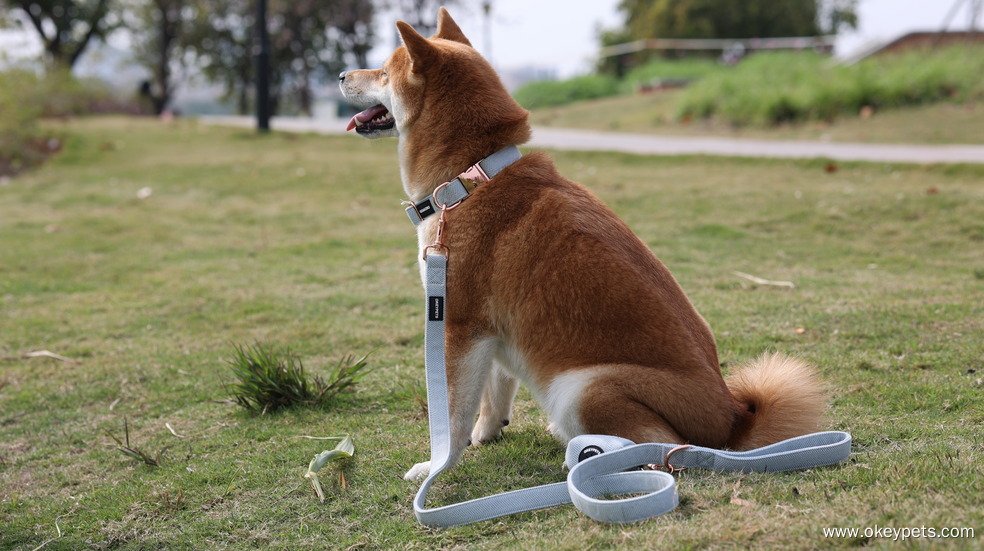 A kutyahám tisztítása és karbantartása: Teljes körű útmutató 1