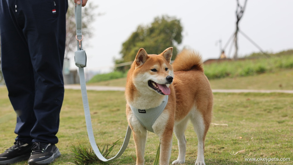 A kutyahám tisztítása és karbantartása: Teljes körű útmutató 4