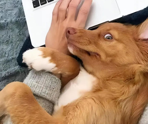 In the eyes of dogs, these behaviors are equivalent to not wanting them 9