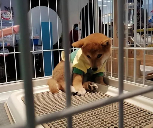 In the eyes of dogs, these behaviors are equivalent to not wanting them 2