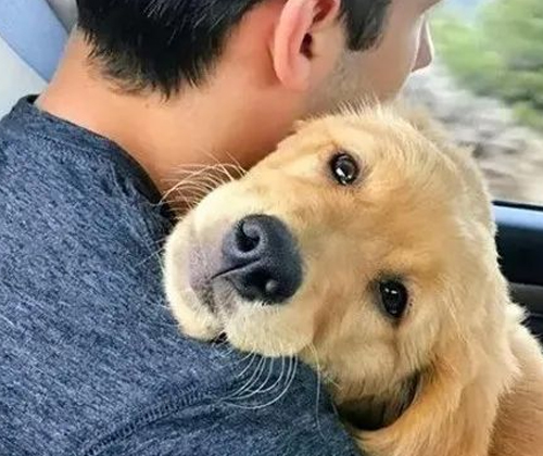 In the eyes of dogs, these behaviors are equivalent to not wanting them 6