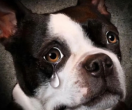 In the eyes of dogs, these behaviors are equivalent to not wanting them 1