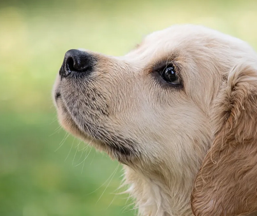 In the eyes of dogs, these behaviors are equivalent to not wanting them 5