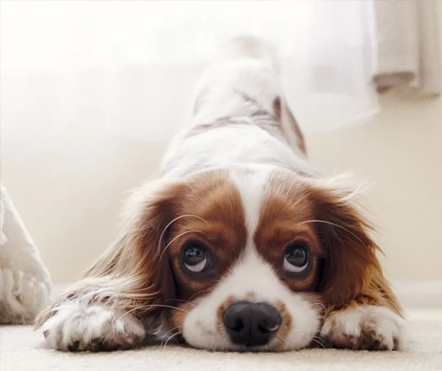 In the eyes of dogs, these behaviors are equivalent to not wanting them 3