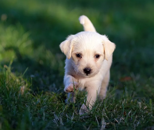 In the eyes of dogs, these behaviors are equivalent to not wanting them 4