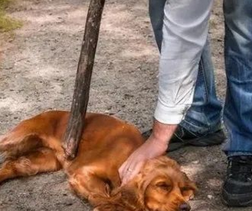 In the eyes of dogs, these behaviors are equivalent to not wanting them 7