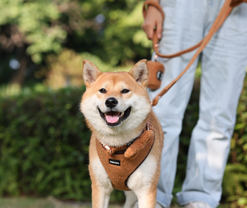 Don't walk your dog like this! 2