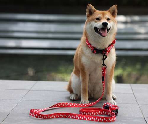 Don't walk your dog like this! 7