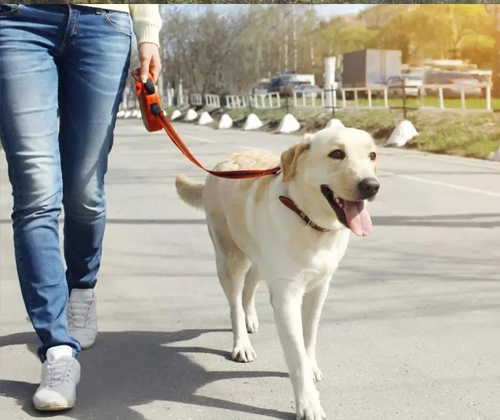 Don't walk your dog like this! 5