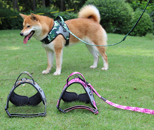 Don't walk your dog like this! 6