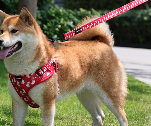 Don't walk your dog like this! 3