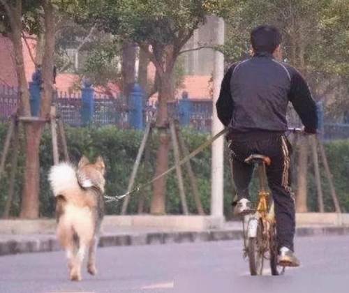 Don't walk your dog like this! 4