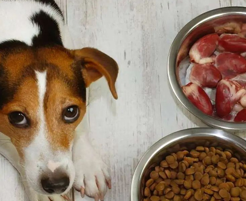 9 aliments courants que les chiens ne peuvent pas manger 6