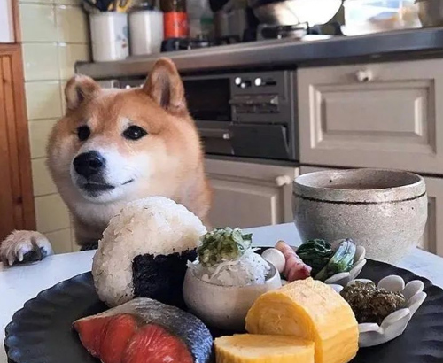 9 aliments courants que les chiens ne peuvent pas manger 7