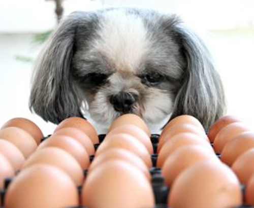 9 aliments courants que les chiens ne peuvent pas manger 8