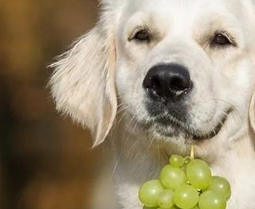 9 aliments courants que les chiens ne peuvent pas manger 3