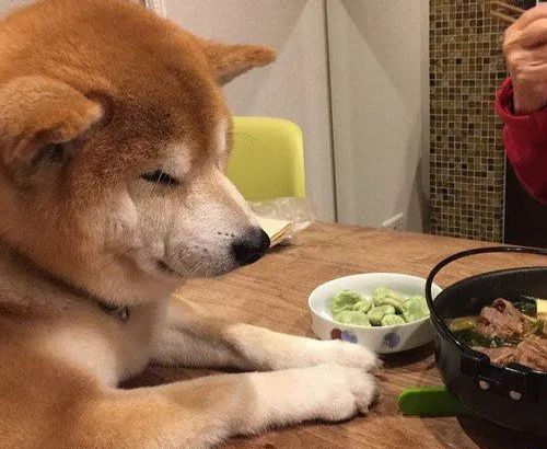 9 aliments courants que les chiens ne peuvent pas manger 2