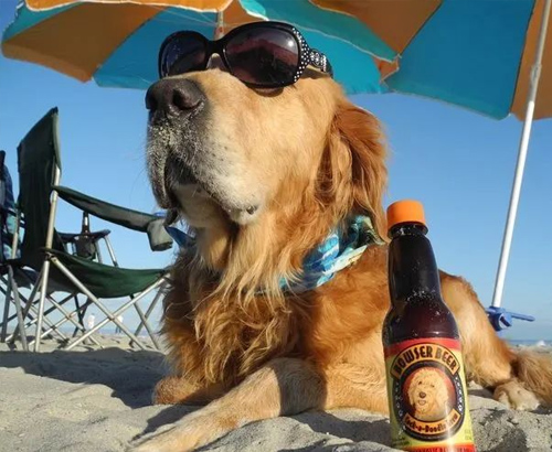 9 aliments courants que les chiens ne peuvent pas manger 5