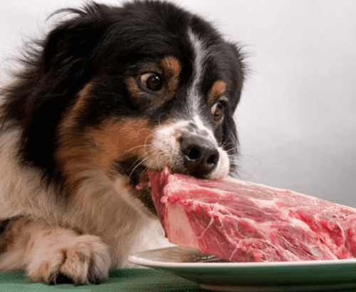 9 aliments courants que les chiens ne peuvent pas manger 9
