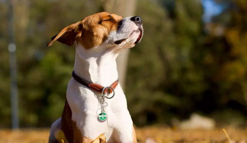 6 punkter å være oppmerksom på når du oppdrar hunder om høsten 1