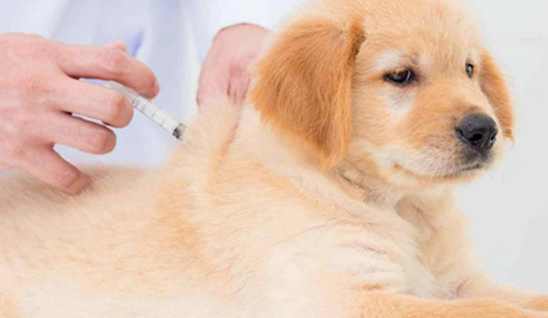 6 punkter å være oppmerksom på når du oppdrar hunder om høsten 3