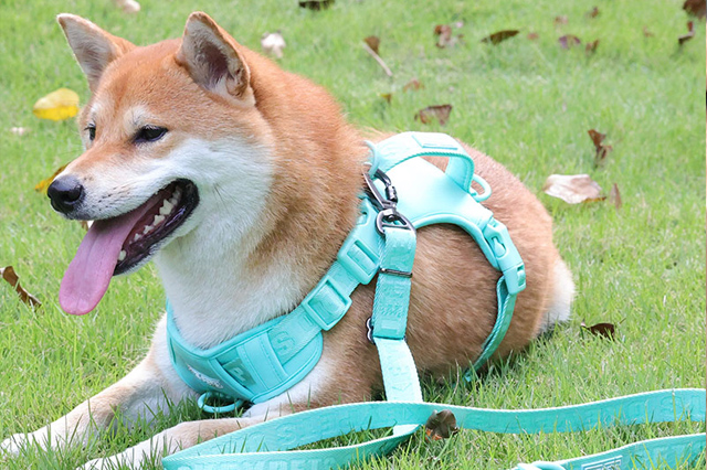 Pourquoi le chien est-il si content de te voir rentrer à la maison ? 5