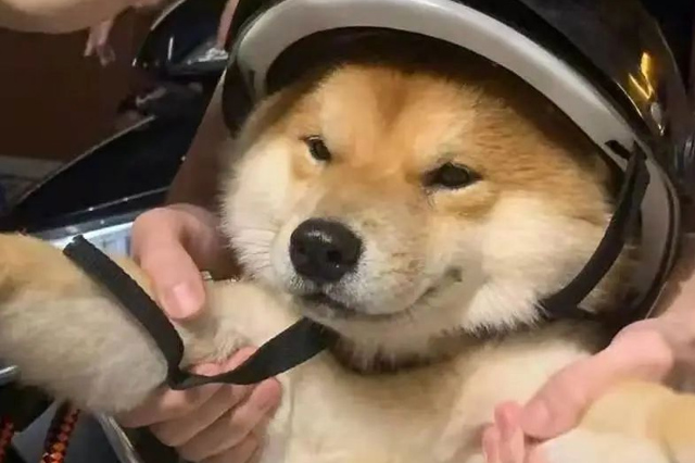 Pourquoi le chien est-il si content de te voir rentrer à la maison ? 3