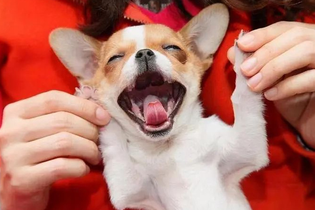 Pourquoi le chien est-il si content de te voir rentrer à la maison ? 1