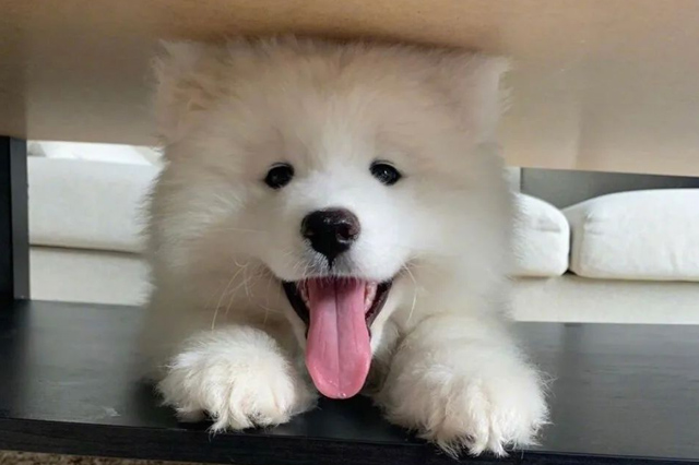 Pourquoi le chien est-il si content de te voir rentrer à la maison ? 2