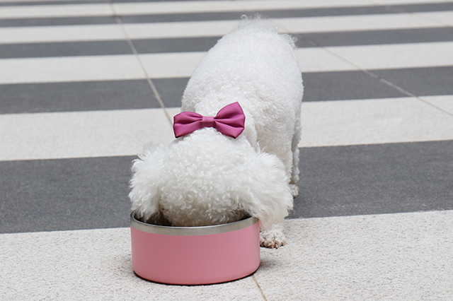 نصيحة: شرب الكلاب لهذا الماء يعادل "إيذاء الكلاب"! 2