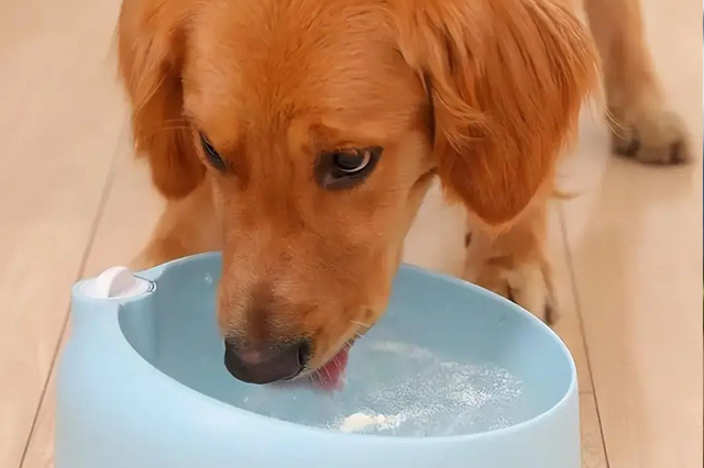 نصيحة: شرب الكلاب لهذا الماء يعادل "إيذاء الكلاب"! 7