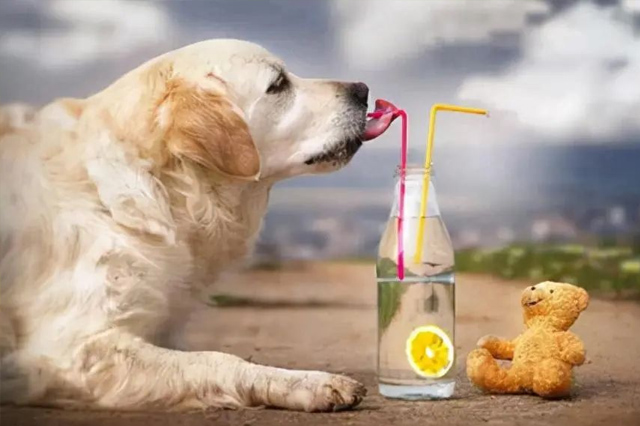 نصيحة: شرب الكلاب لهذا الماء يعادل "إيذاء الكلاب"! 6