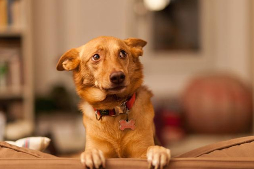 Ce dont les chiens ont peur 7