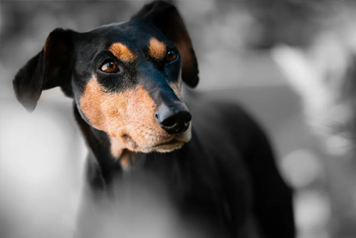 Ce dont les chiens ont peur 5