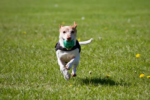 Ce dont les chiens ont peur 1