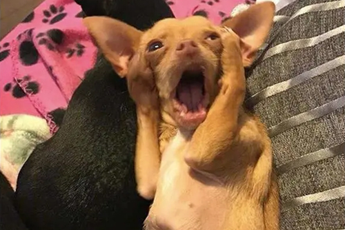 Ce dont les chiens ont peur 3